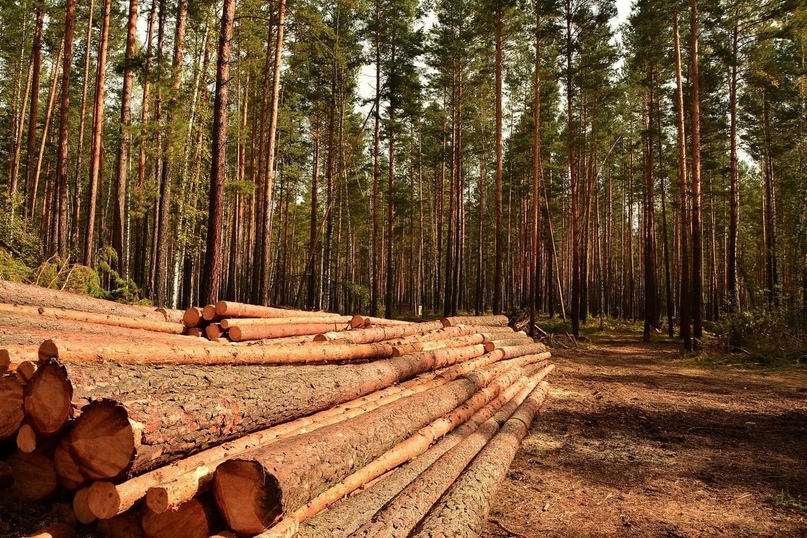 В Вологодской области изменен порядок заготовки древесины гражданами для собственных нужд.