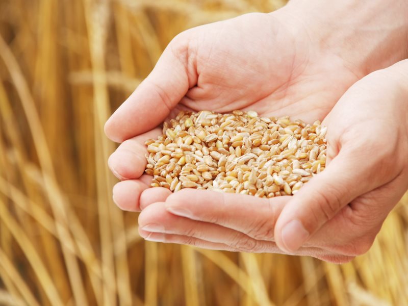 Филиал ФГБУ «Россельхозцентр» по Вологодской области рекомендует провести обеззараживание семян сельскохозяйственных культур.