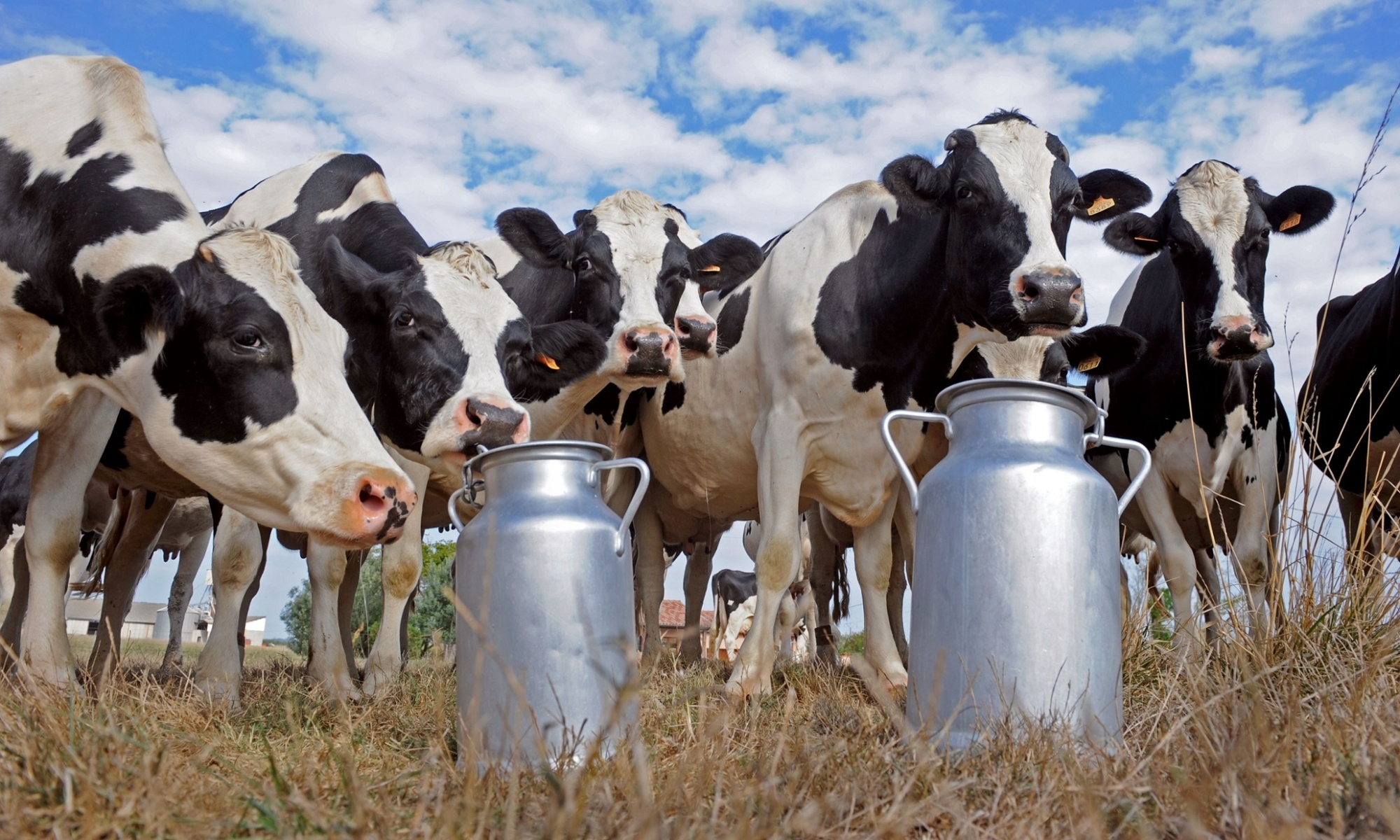 Подведены итоги по производству молока в сельхозорганизациях области за прошлую пятидневку..
