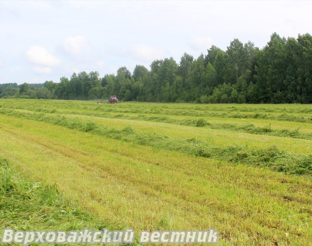 На конец июля план по скашиванию травяных площадей в сельхозпредприятиях округа выполнен на 60%.