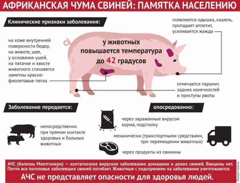 На границе Вологодской области обнаружена африканская чума свиней.