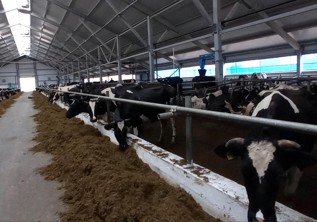 К Дню Победы в верховажском сельхозпредприятии валовый надой молока впервые превысил 16 тонн за сутки.